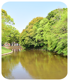 公園木