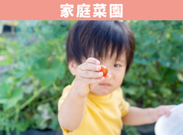 家庭菜園