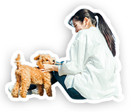 犬と過ごす人