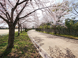 桜