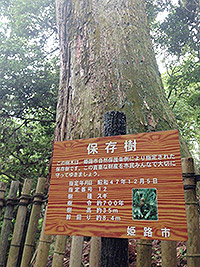 樹齢７００年の杉の木