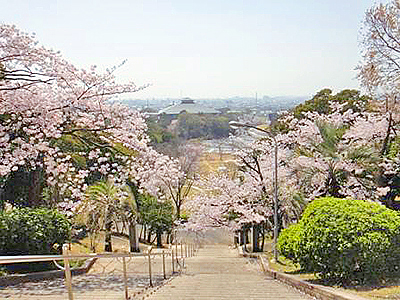 手柄山中央公園-桜