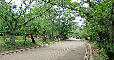 日岡山公園-並木道