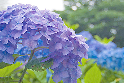 6月-紫陽花
